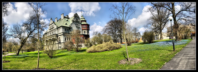 Zakwitły cebulice - Wiosna w parku im Biskupa Michała Klepacza